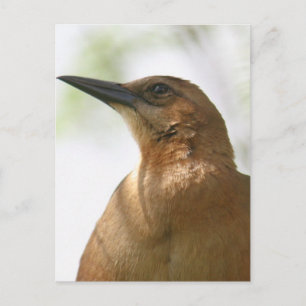 Cartão Postal Foto De Pássaro De Grackle Em Forma De Barco