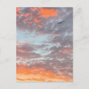 Cartão Postal Foto de Pássaro Voando Nuvens Cor-de-Rosa Céu