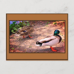 Cartão Postal Foto de Patos-reais