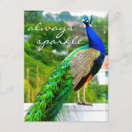 Cartão Postal Foto de Pavão Verde Azul na moda