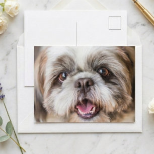 Cartão Postal Foto de perto de cachorro fofo da raça Shih Tzu