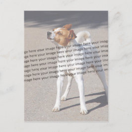 Cartão Postal Foto de PET ✨ Adorável Personalizada