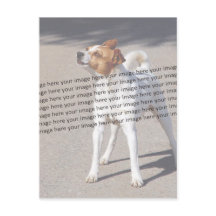 Foto de PET ✨ Lindo Personalizado