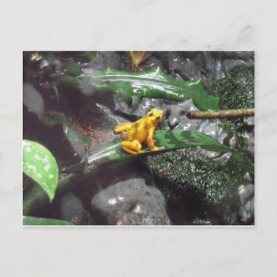Cartão Postal Foto de Rã Veneno