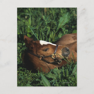 Cartão Postal Foto De Raça Completa Deitada