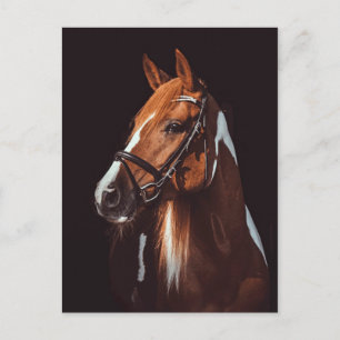 Cartão Postal Foto de Retrato de Cavalo de Pintura Castanho Boni