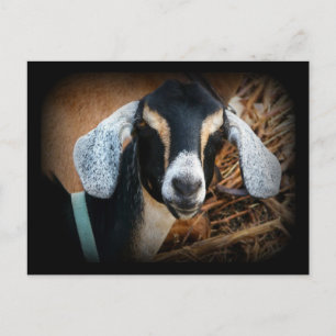 Cartão Postal Foto de Retrato Nubiano de Caprinos Antigos