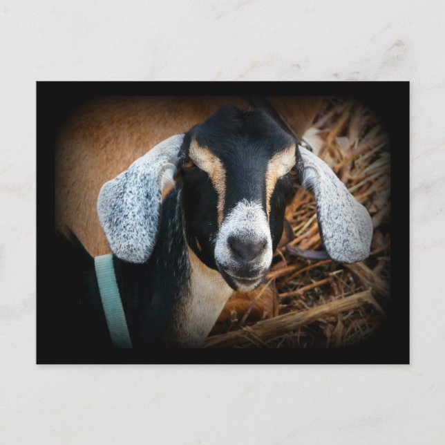 Cartão Postal Foto de Retrato Nubiano de Caprinos Antigos (Frente)