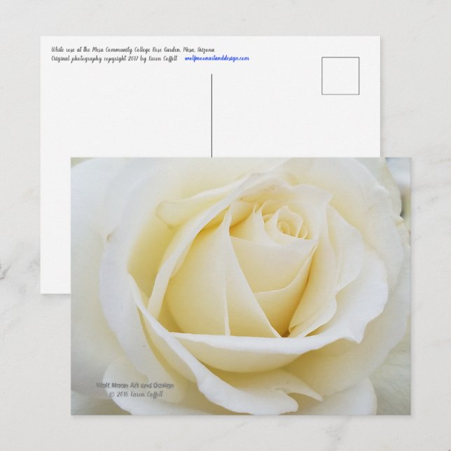 Cartão Postal Foto de rosa branca pristine (Frente/Verso)