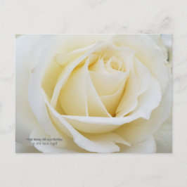 Cartão Postal Foto de rosa branca pristine