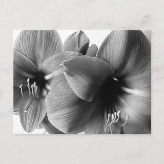 Cartão Postal Foto de Saudação com Duas Flores de Amarílis