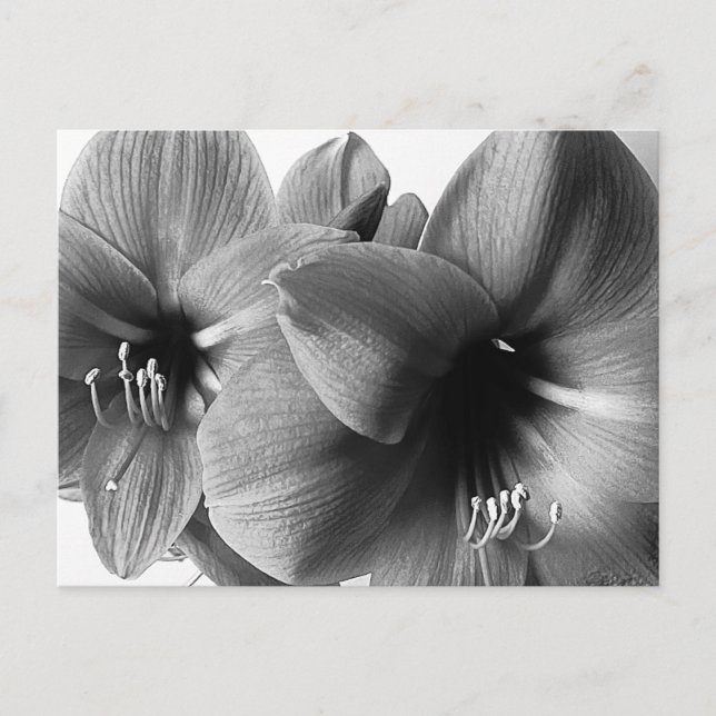 Cartão Postal Foto de Saudação com Duas Flores de Amarílis (Frente)