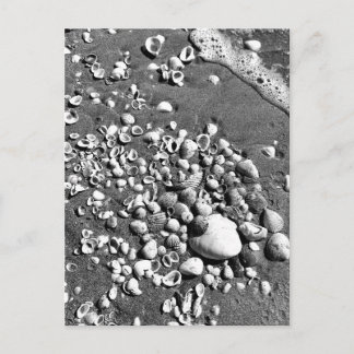 Cartão Postal Foto de Seashells Beach Black & White Florida