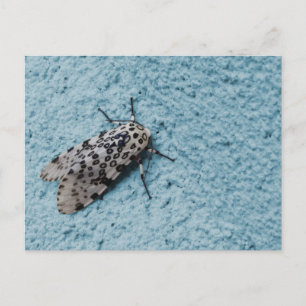 Cartão Postal Foto de Snowy Leopard Moth