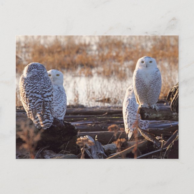 Cartão Postal Foto de Snowy Owls (Frente)
