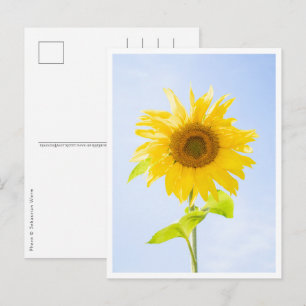 Cartão Postal Foto de Sunflower Nature