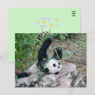 Cartão Postal Foto de um Panda Gigante
