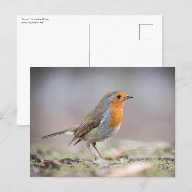 Cartão Postal Foto de um robin da natureza (Frente/Verso)