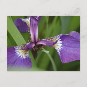 Cartão Postal Foto de uma linda flor de íris púrpura