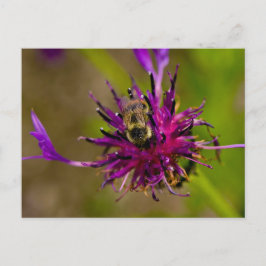Cartão Postal Foto de uma linda flor roxa com abelha de mel