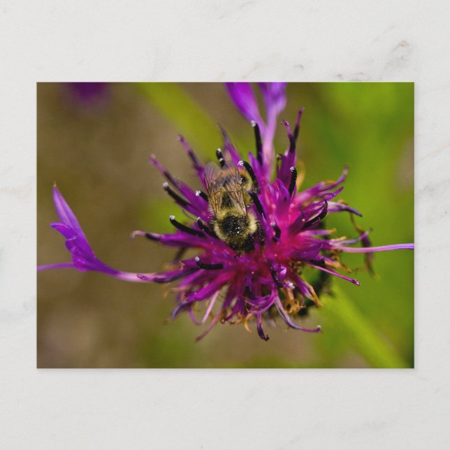 Cartão Postal Foto de uma linda flor roxa com abelha de mel (Frente)