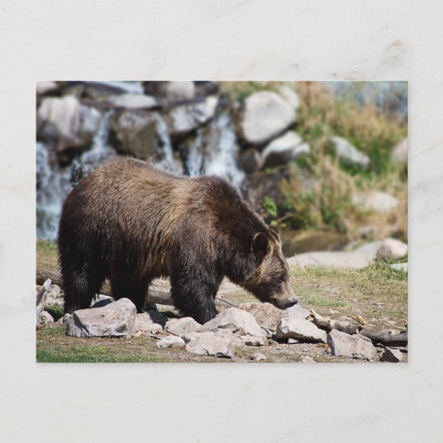 Cartão Postal Foto de Urso Pardo (Frente)
