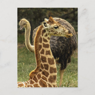 Cartão Postal Foto de vida selvagem de girafa e avestruz