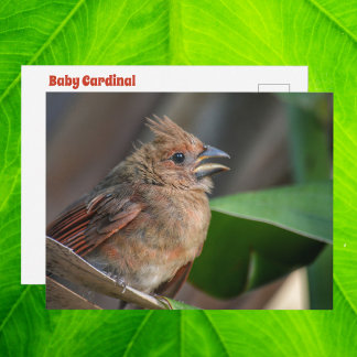 Cartão Postal Foto de vida selvagem de passarinho Cardinal fofo