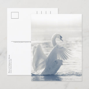 Cartão Postal Foto de vida selvagem de Swan branco