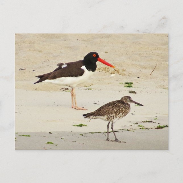 Cartão Postal Foto do American Oystercatchers (Frente)