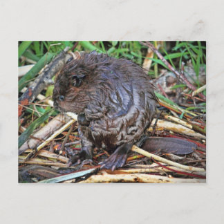 Cartão Postal Foto do Baby Beaver