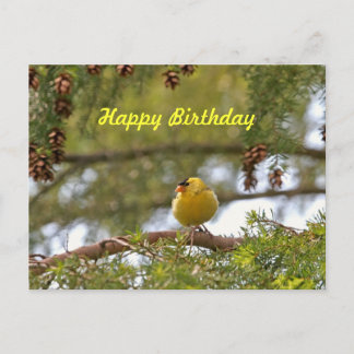 Cartão Postal Foto do Baby Goldfinch