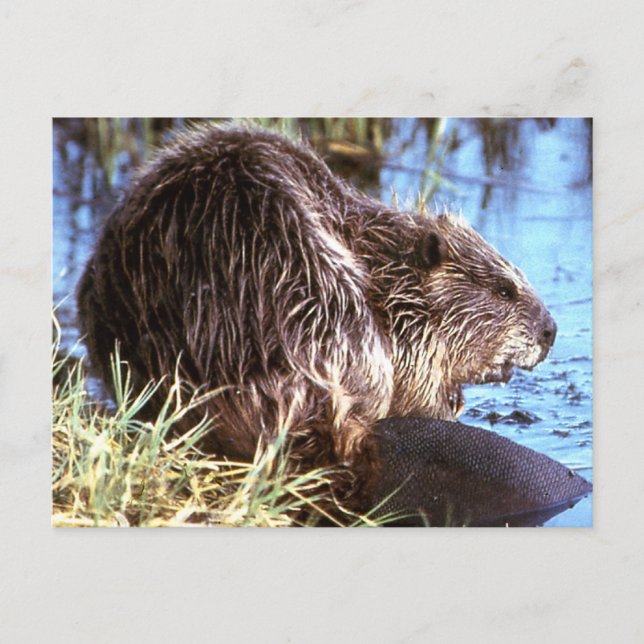 Cartão Postal Foto do Beaver (Frente)