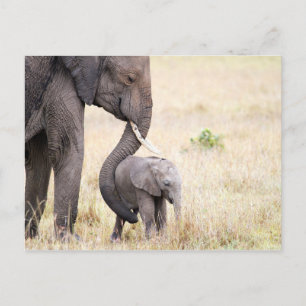 Cartão Postal Foto do bebê elefante de amor materno