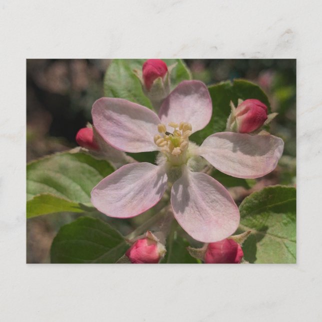 Cartão Postal Foto do Blossom de Maçã de 5 Estrelas (Frente)