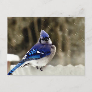 Cartão Postal Foto do Blue Jay