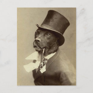Cartão Postal Foto do Cachorro Engraçado no Chapéu Superior