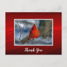 Foto do Cardinal Vermelho de Inverno Obrigado