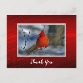 Cartão Postal Foto do Cardinal Vermelho de Inverno Obrigado