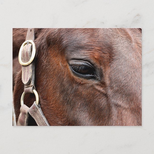 Cartão Postal Foto do cavalo (Frente)