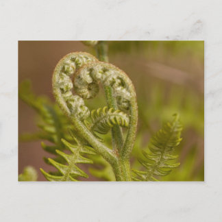 Cartão Postal Foto do Coração Fern Fiddlehead
