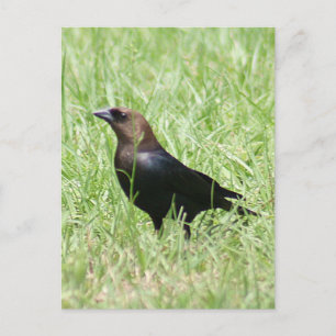 Cartão Postal Foto do Cowbird de cabeça castanha