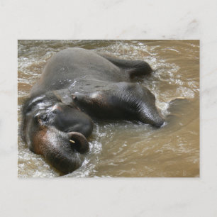 Cartão Postal Foto do Dia do Banho de Elefante na Tailândia