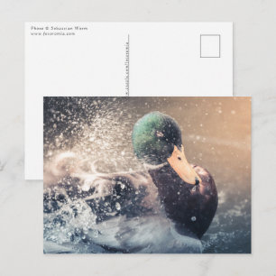 Cartão Postal Foto do Duck Nature