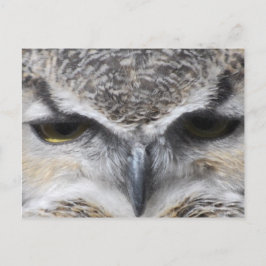 Cartão Postal Foto do Grande Raptor de Olhos de Coruja