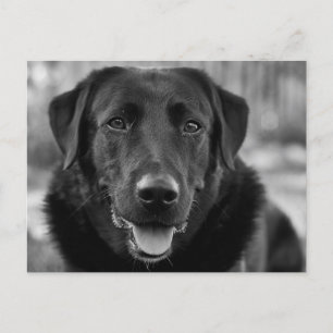 Cartão Postal Foto do Labrador Preto Cachorro de Estimação