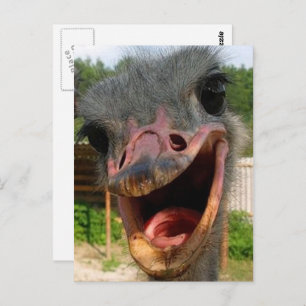 Cartão Postal Foto do Pássaro de Ostrich Engraçado O que se Pass