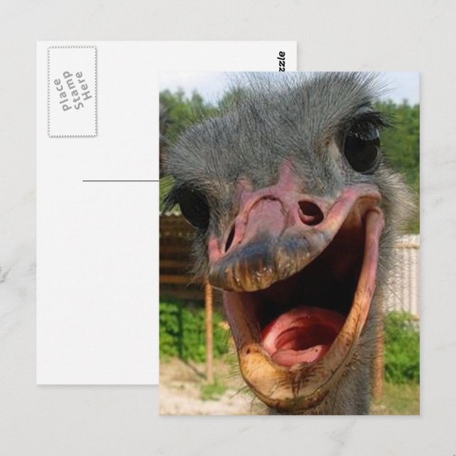 Cartão Postal Foto do Pássaro de Ostrich Engraçado O que se Pass (Frente/Verso)