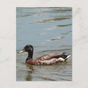 Cartão Postal Foto do Pato Male Mallard