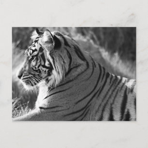 Cartão Postal Foto do perfil do Tigre B&W